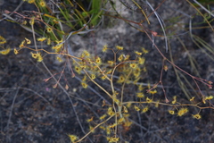 Drosera gigantea