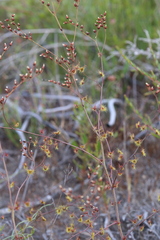 Drosera gigantea