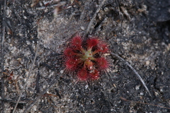 Drosera nitidula