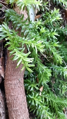 Phlegmariurus australis