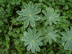 Lupinus cosentinii