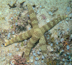 Nardoa tuberculata