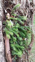 Phlegmariurus australis