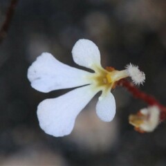 Stylidium rhipidium