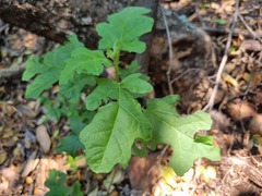 Solanum rubetorum