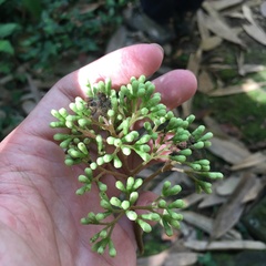 Viburnum arboricolum