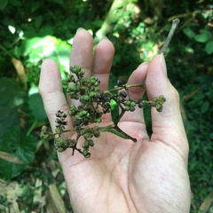 Tetradium glabrifolium