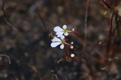 Stylidium rhipidium