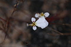 Stylidium rhipidium