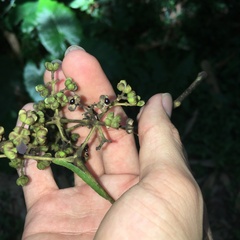 Tetradium glabrifolium