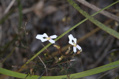 Stylidium androsaceum