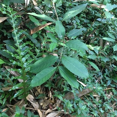 Viburnum arboricolum