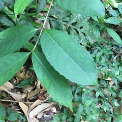 Viburnum arboricolum