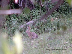 Leporidae