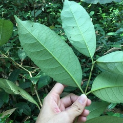 Viburnum arboricolum