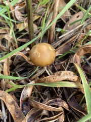 Psilocybe subaeruginosa