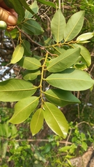 Artabotrys brachypetalus