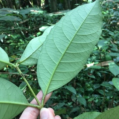 Viburnum arboricolum