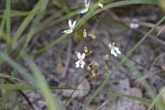 Stylidium androsaceum