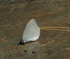 Celastrina