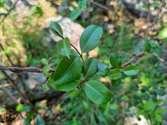Cryptolepis cryptolepioides