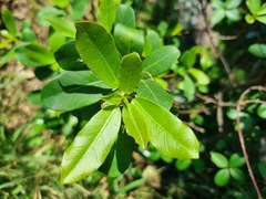 Ficus burkei