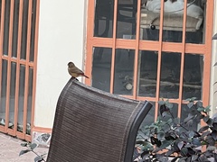 Lagonosticta senegala