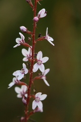 Stylidium diversifolium