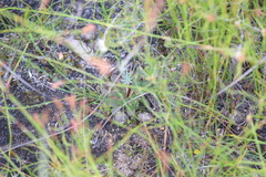 Stylidium diversifolium