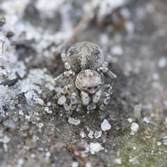 Maratus