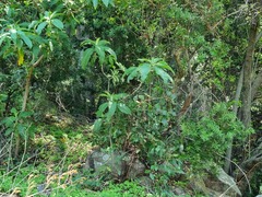 Solanum giganteum