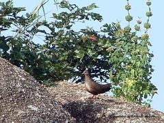 Ptilopachus petrosus