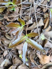 Ochna maguirei