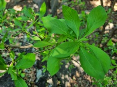 Pavetta gardeniifolia