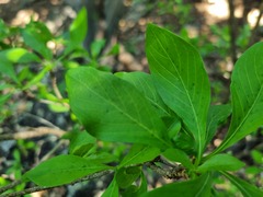 Pavetta gardeniifolia
