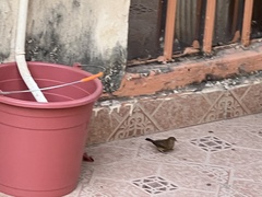 Lagonosticta senegala