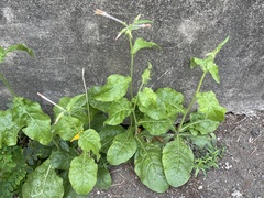 Nicotiana plumbaginifolia