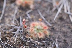 Drosera pulchella