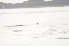 Podiceps nigricollis