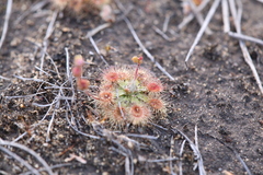 Drosera pulchella