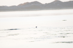 Podiceps nigricollis