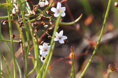 Drosera gigantea
