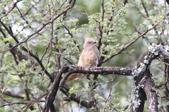 Urocolius indicus transvaalensis