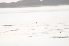 Podiceps nigricollis