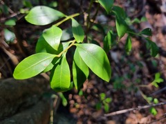 Pterocelastrus echinatus