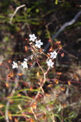 Drosera gigantea