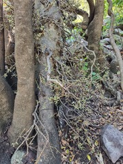 Ficus sur