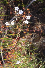 Drosera gigantea
