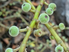Ficus sur