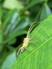 Oxyopes